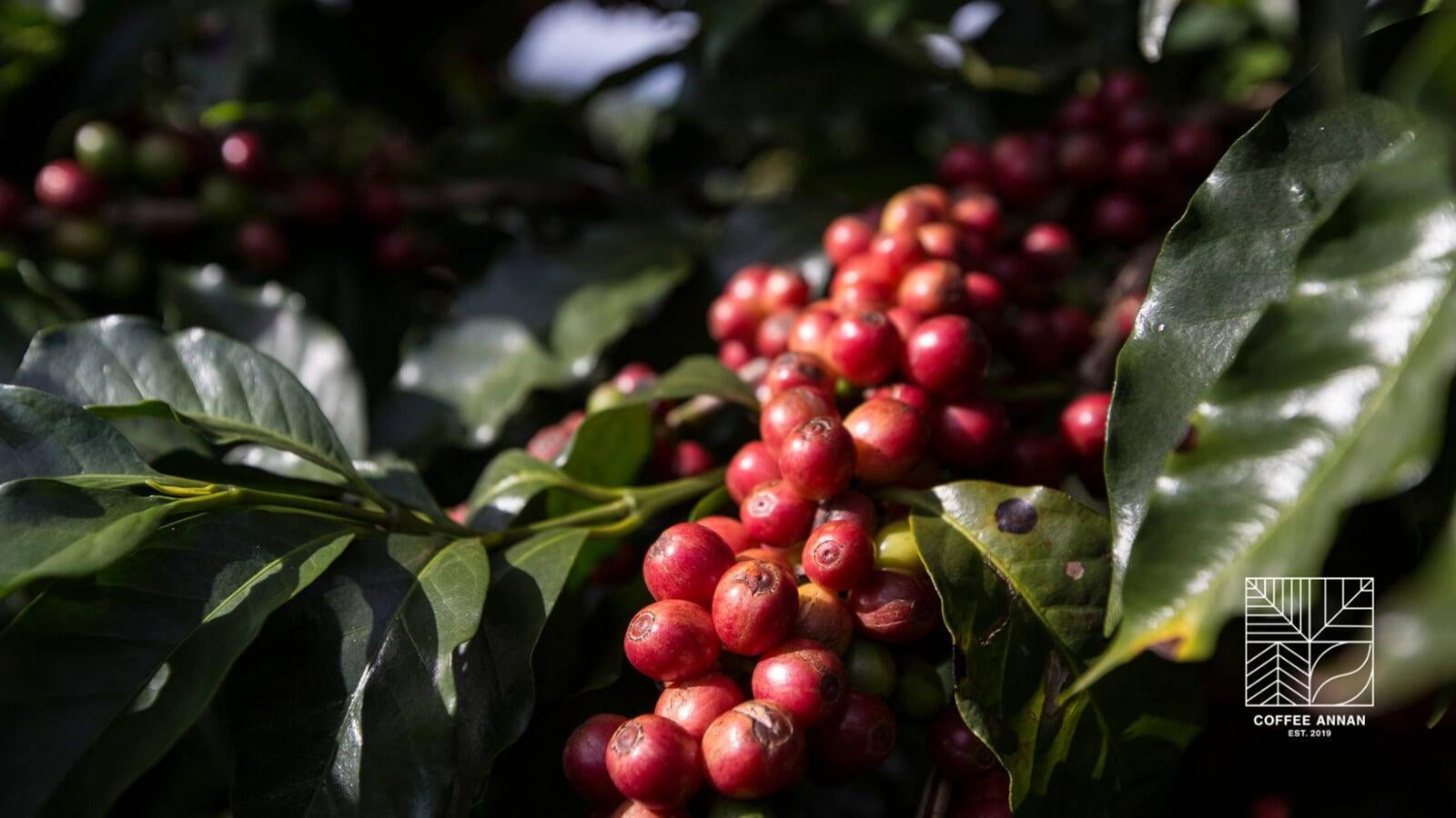 The future of specialty coffee and its potential for global expansion